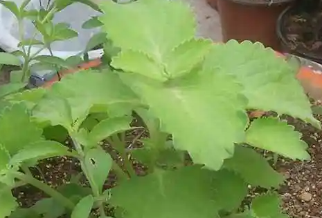 到手香-介绍到手香植物病虫害防治分布区域及功效作用