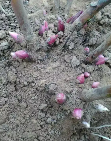 芍药花的种植方法和注意事项有哪些(芍药秋天种还是春天种)