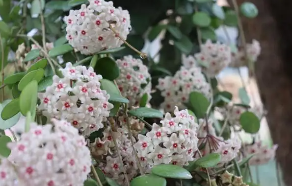 球兰的养殖方法和注意事项(球兰怎么养才能开花)