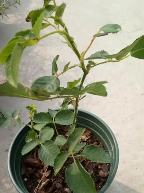 月季到了秋季如何压枝促笋(详解月季促笋操作方法)