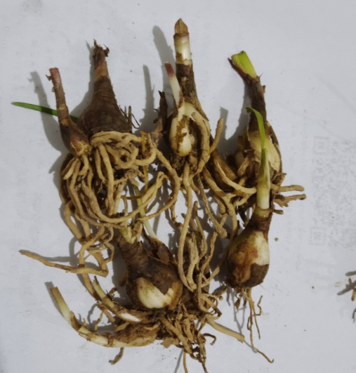 垂筒花的养殖方法和注意事项(垂筒花怎么养才能开花)