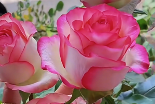爱莎玫瑰月季-介绍爱莎玫瑰月季优缺点及开花图片展示