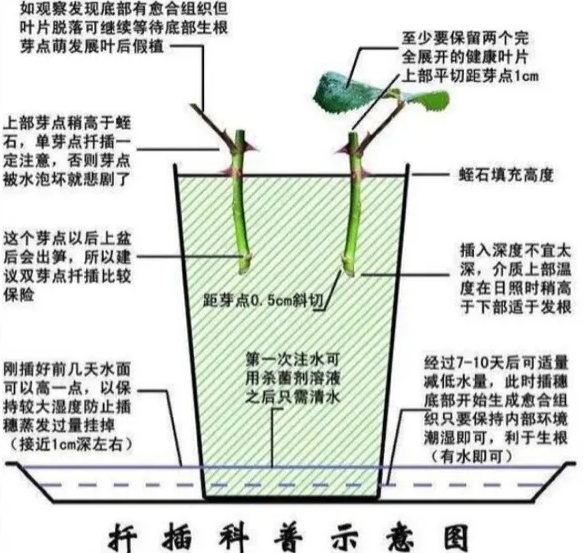 花店玫瑰扦插方法与技巧