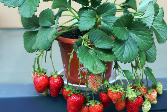 草莓盆栽怎么养才能长得好且爆盆？