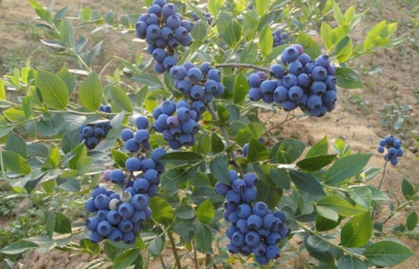 蓝莓的种植方法和技术(蓝莓怎么养才能更旺盛)