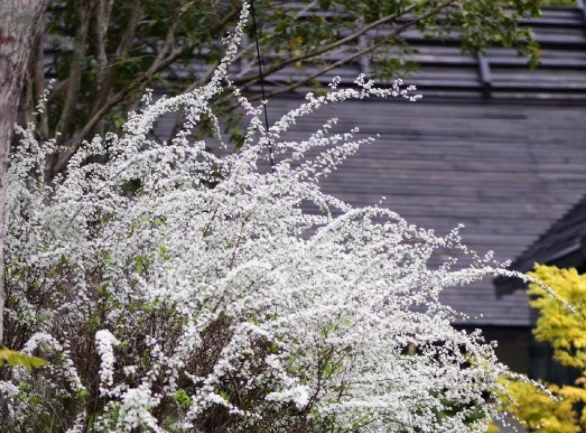 喷雪花的养殖方法和注意事项(揭秘喷雪花怎么养护好)