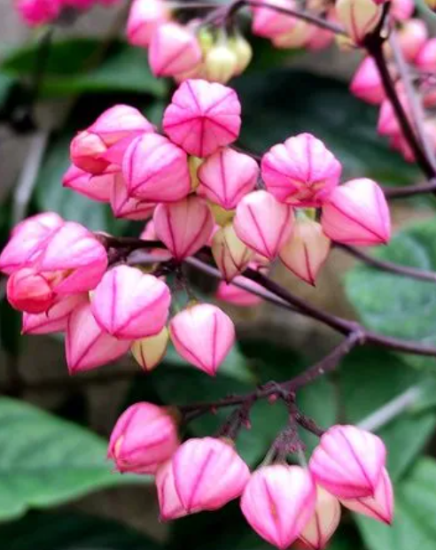 龙吐珠的养殖方法和注意事项(揭秘盆栽龙吐珠怎么养才能开花)