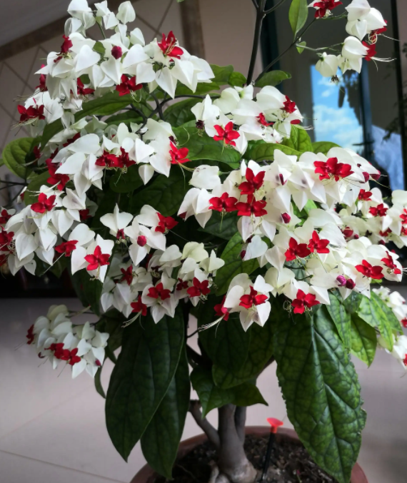 龙吐珠的养殖方法和注意事项(揭秘盆栽龙吐珠怎么养才能开花)