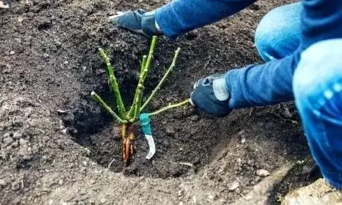 秋冬网购裸根月季苗怎么栽种养护(揭秘裸根月季苗选购方法指南及注意事项)