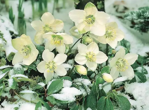 12种耐寒花卉(揭秘零下20度冻不死的室外盆栽有哪些，特别适合粗养)