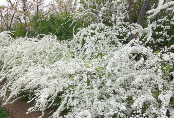12种耐寒花卉(揭秘零下20度冻不死的室外盆栽有哪些，特别适合粗养)