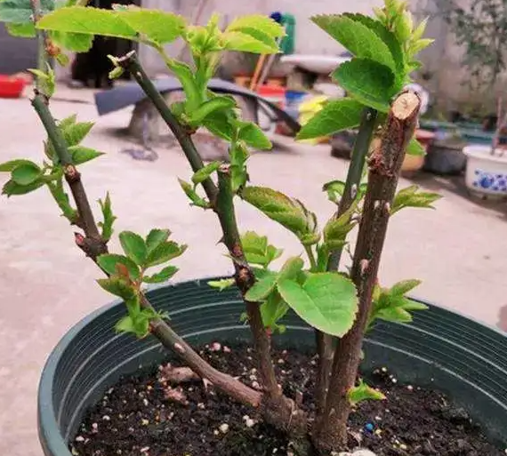 月季冬天发芽了怎么办？给您2点建议，春天依然有花看！