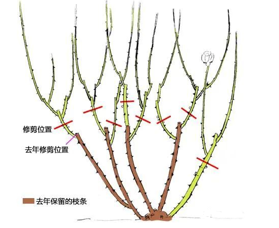 立春月季的管理与养护方法