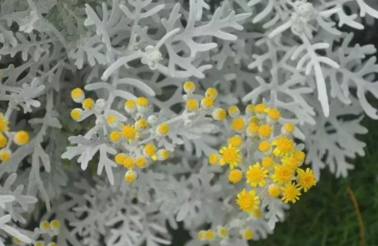 银叶菊的养殖方法和注意事项(银菊叶怎么养护和管理才能开花)