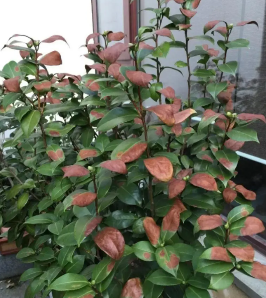 茶花种植技术与方法(茶花怎么养才能花苞多长的好)