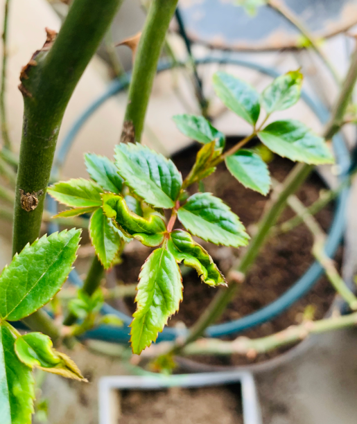 早春月季花施什么肥长得快(月季早春施什么水溶肥好)