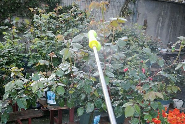 月季孕蕾期怎么养护(为你揭秘月季孕蕾期管理措施有哪些)