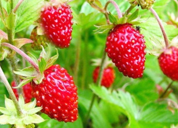 高山草莓盆栽养殖方法(揭秘高山草莓苗盆栽怎么养)