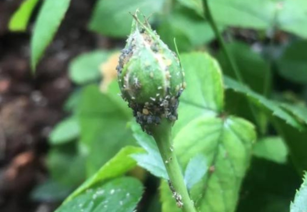 月季花上的蚜虫怎么治？(4月份怎么预防月季黑斑病)