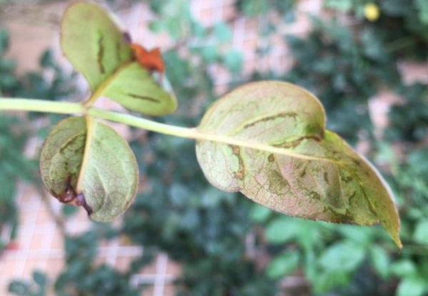 入夏时蓟马虫防治要点，不重视，直接影响月季的第二茬花开放