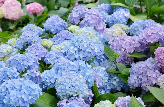 绣球花叶子边缘干枯是怎么回事
