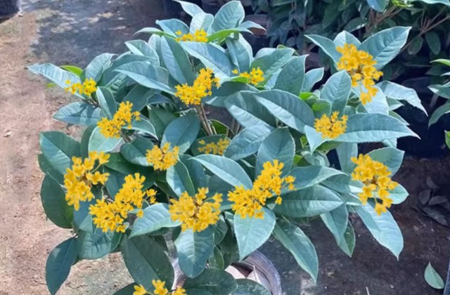 桂花树不开花是什么原因