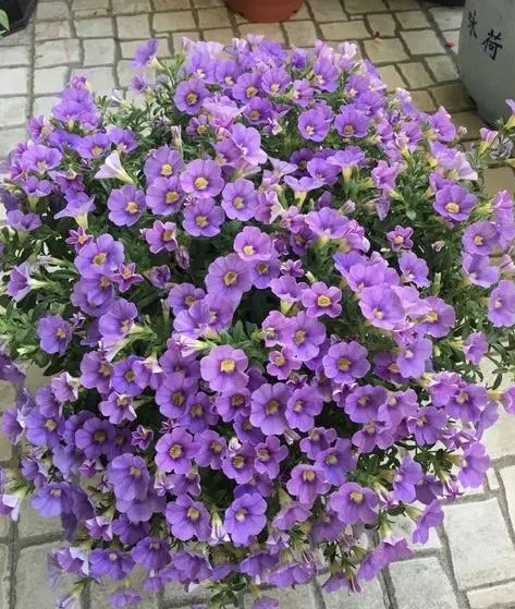 舞春花的养殖方法和注意事项