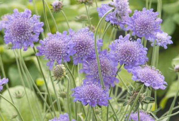 蓝盆花的养殖方法和注意事项