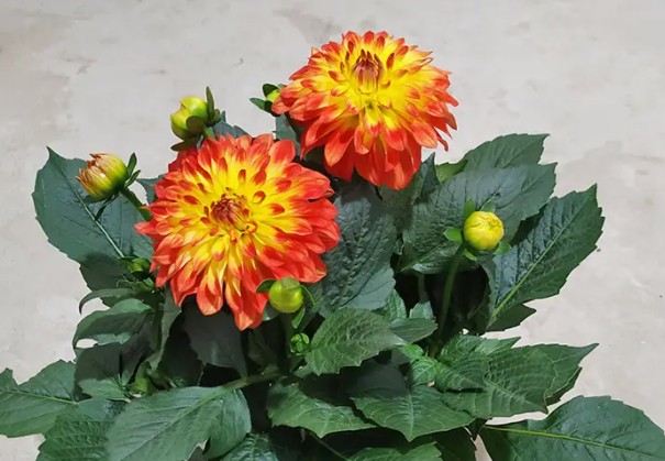 大丽花延长花期的方法