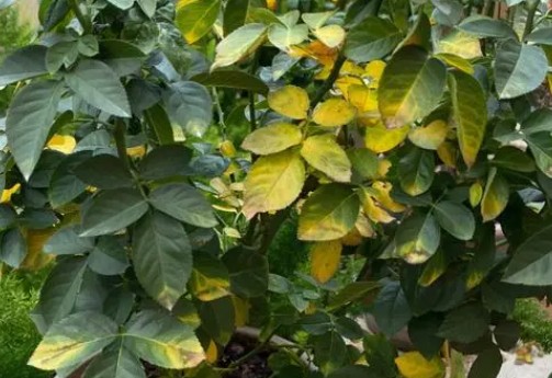 深秋初冬月季花养护常见的4大难题，一次给您讲清楚