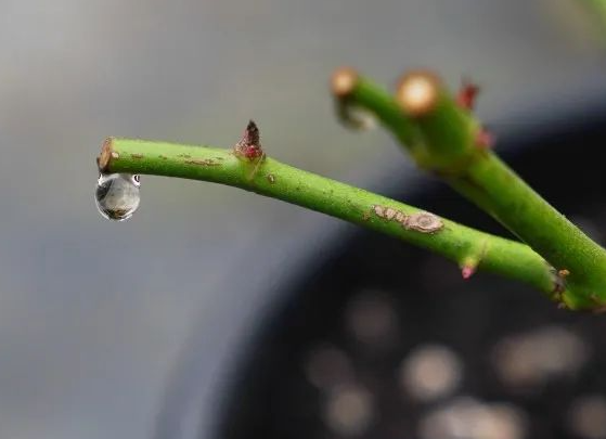 天晴了月季可以冬剪了吗？别急，忽略了这3点，小心月季越长越弱