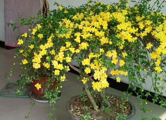 迎春花的养殖方法和注意事项