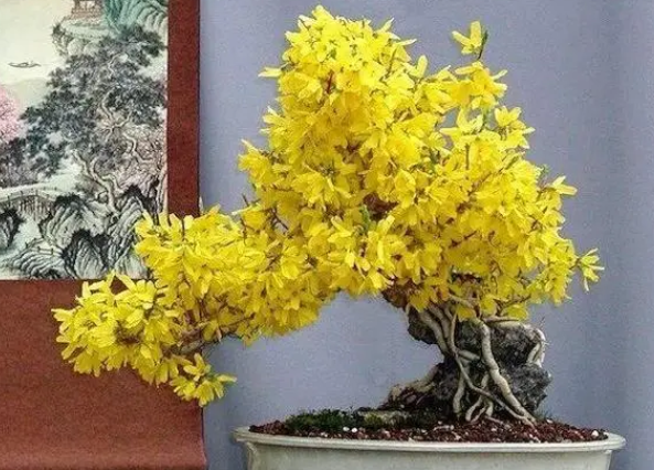 迎春花的养殖方法和注意事项