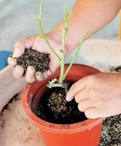 月季花冬季换盆，不同苗情操作方法大不同，你的是哪种？