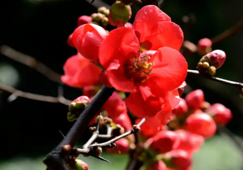 海棠花光长枝条开花少吗？做好这3点，年年花开满枝