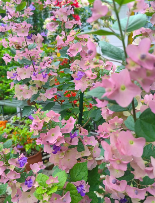 粉苞冬红花怎么养护和管理才能开花