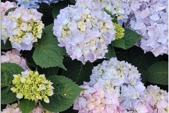5月绣球花管理，做好这2件事，花期长还不黄叶！