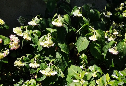 5月绣球花管理，做好这2件事，花期长还不黄叶！