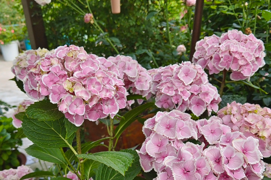 5月绣球花管理，做好这2件事，花期长还不黄叶！