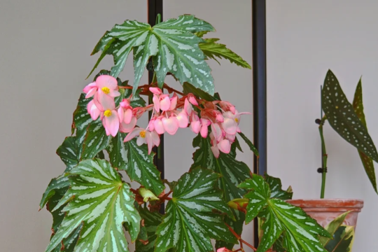 竹节海棠花的养殖方法和注意事项