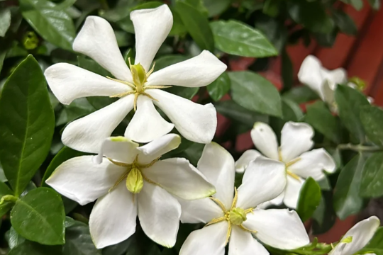 无尽雪栀子花怎么养才能开花多