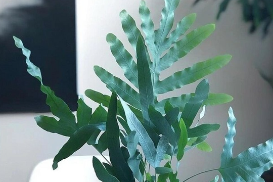 蓝星水龙骨的养殖方法