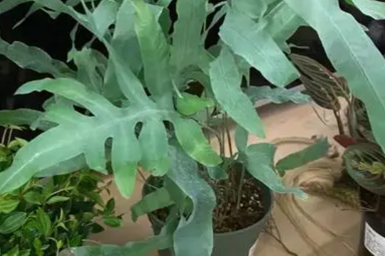 蓝星水龙骨的养殖方法