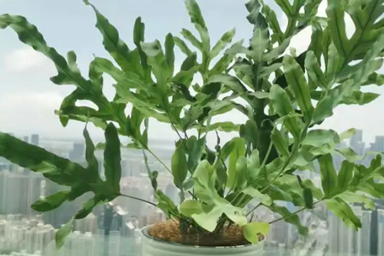 蓝星水龙骨的养殖方法