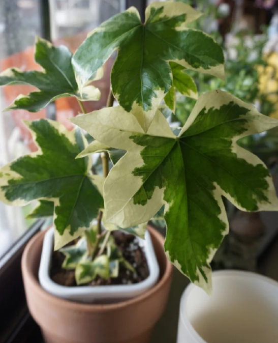 花叶熊掌木的养殖方法和注意事项