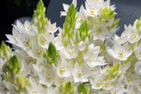 圣心百合花怎么养才能开花