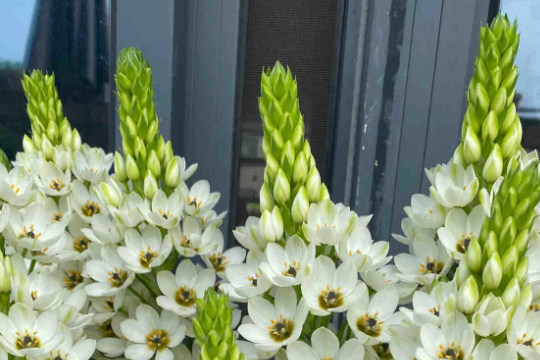 圣心百合花怎么养才能开花