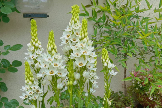 圣心百合花怎么养才能开花