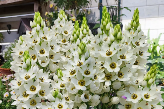 圣心百合花怎么养才能开花