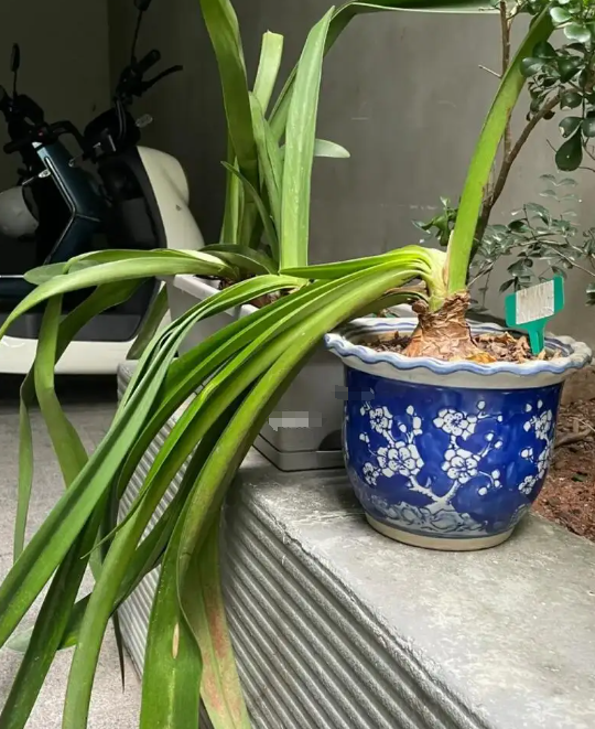 夏季朱顶红养护做到这4点，种球越长越大，花量翻倍！